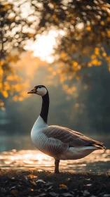 Gentle goose posing by a golden lakeside sunset glow.