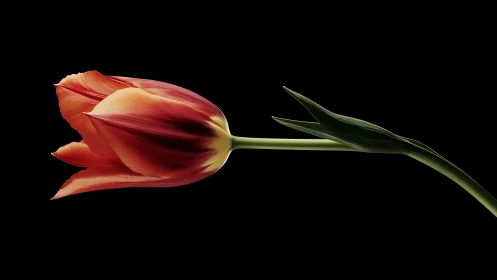 Red tulip with yellow center petals against black background.