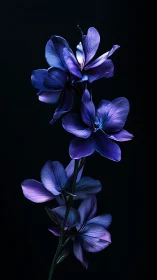 Purple Flower Silhouette on Black Background.