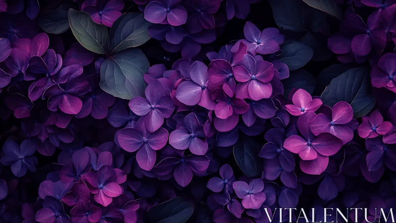 Purple Hydrangea Cluster Study with Deep Botanical Composition.