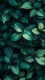 Lush emerald leaves layered in a calm forest embrace.