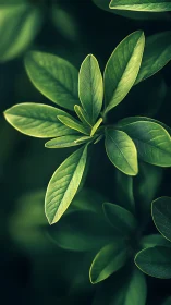 Macro study of glossy green foliage with soft bokeh depth.