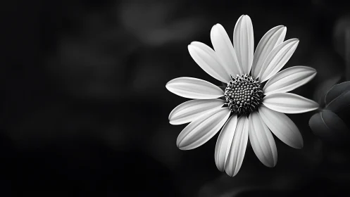 Monochromatic Daisy Flower with Textured Center in Soft Focus
