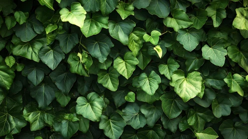 Dense overlapping ivy foliage with varied green leaf tones.