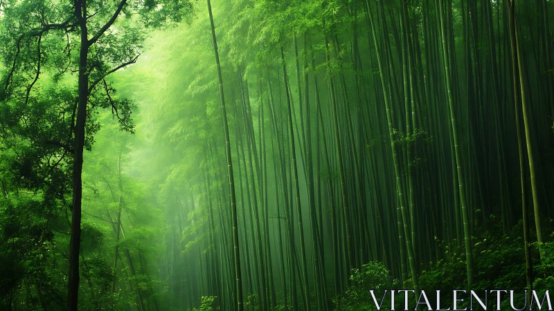 Bamboo forest canopy with atmospheric light diffusion and vertical compositional geometry.