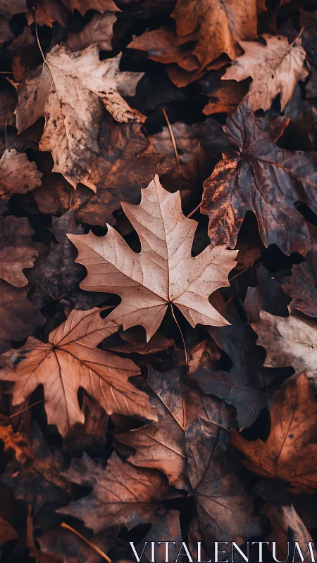 Single maple leaf rests sharply focused amid dark foliage