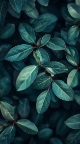 Teal foliage fills frame with soft directional light glow.