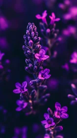 Lupine Flower Cluster with Magenta Coloration.