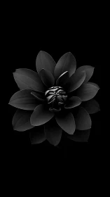 Elegant Black Lotus Blossom Captures Light and Shadow