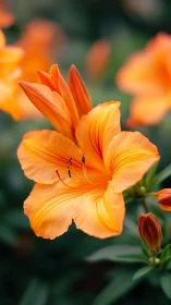 Vibrant Orange Amaryllis Bloom Against Soft Green Bokeh