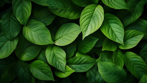 Overlapping green leaves reveal detailed venation and tonal variation