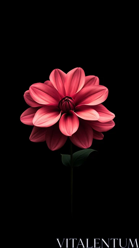 Coral pink dahlia rendered with precise petal stratification against pure black background