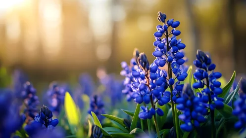 Blue Lupines in Golden Sunlight with Bokeh Blur.