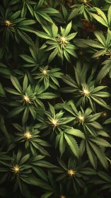 Overhead view records uniform cannabis foliage under light