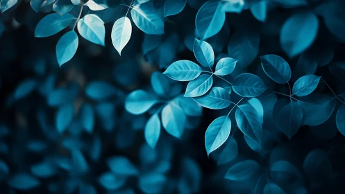 Cool blue foliage glows softly against a dark forest backdrop.
