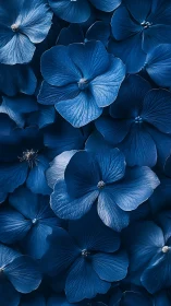 Blue Hydrangea Flowers Close-Up Botanical Study.