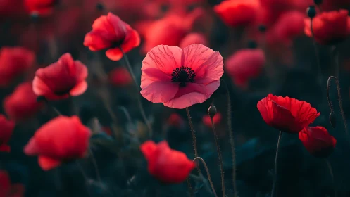 Red Poppies in Soft Focus Field Display.