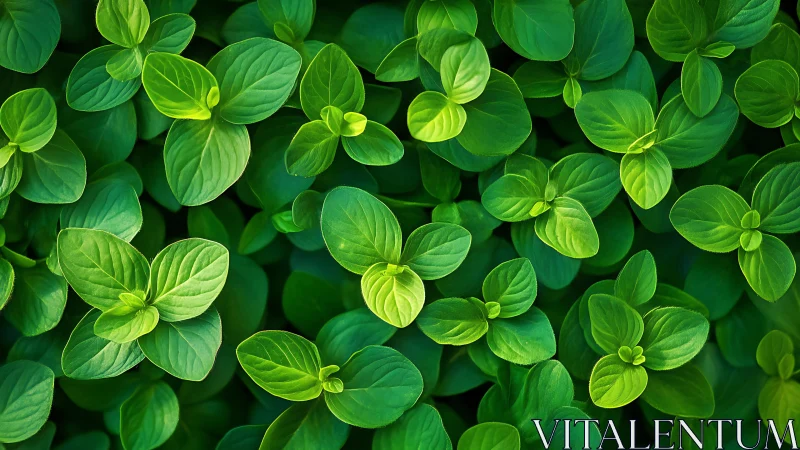 Vibrant green foliage pattern under soft natural light.