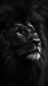 Midnight-maned lion gazes upward in molten amber light.