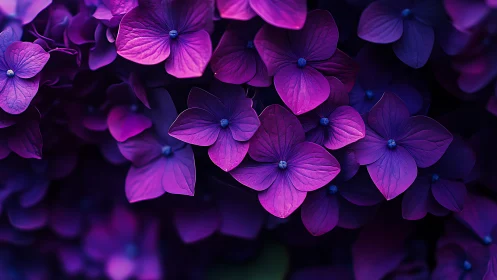 Vibrant Magenta Hydrangea Cluster with Intricate Petal Veination Structure