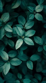 Top-down macro study of teal foliage with shallow depth of field