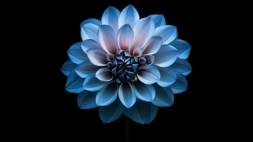 Blue Dahlia Bloom Against Black Background Radiates Ethereal Elegance.