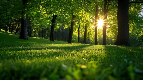 Low-angle forest lawn captures backlit trees and sunstar rays