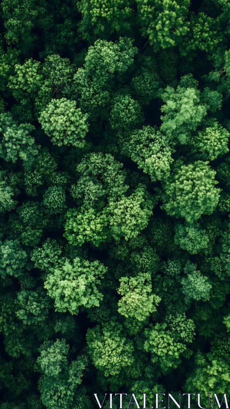 Aerial Forest Canopy with Dense Tree Coverage