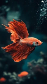 Graceful orange betta fish gliding through quiet teal water.