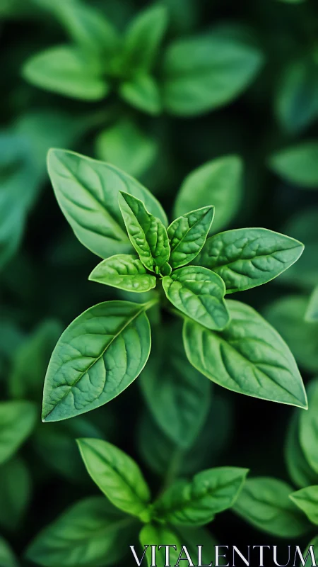 Central basil plant rosette is captured in sharp overhead focus