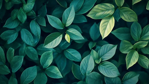 Top-down close-up of lush green foliage with cool-toned leaves