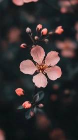 Delicate pink blossoms with unopened buds showcase botanical form.