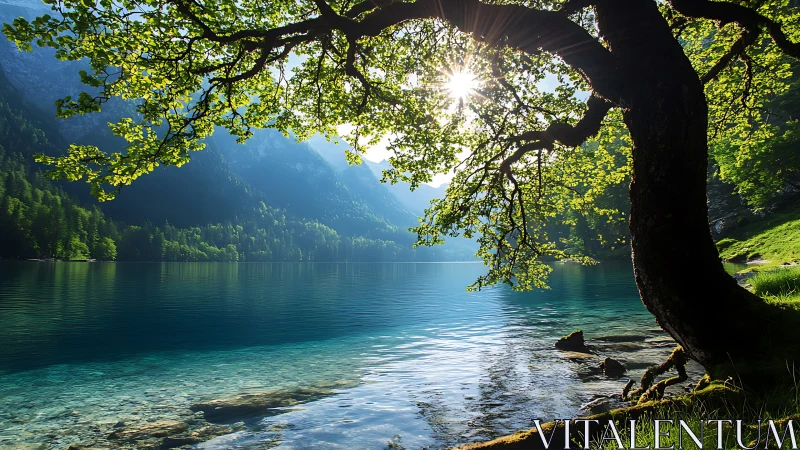 Sunlit lakeside tree sharing quiet morning calm.