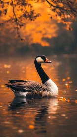 Graceful autumn goose drifting on a golden quiet lake.