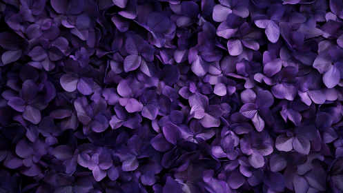 Purple Petals Against Black Background