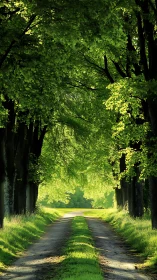Tree-lined rural dirt road receding through dense green canopy