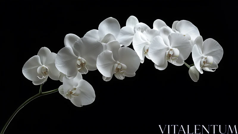 Photorealistic white orchid spray on black negative space background.