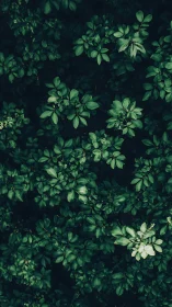 Dense overhead foliage pattern in low, uniform green light.