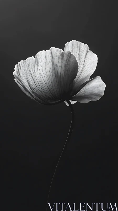 Monochromatic flower against dark background rendered in high contrast.