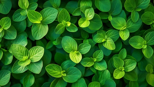 Vibrant green foliage pattern under soft natural light.