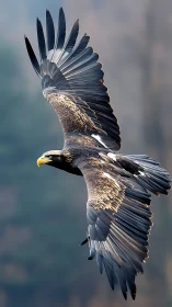 Raptor in mid-bank, extended primaries and layered covert detail.