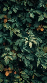 Dense overlapping foliage with teal-green leaves under soft diffuse light