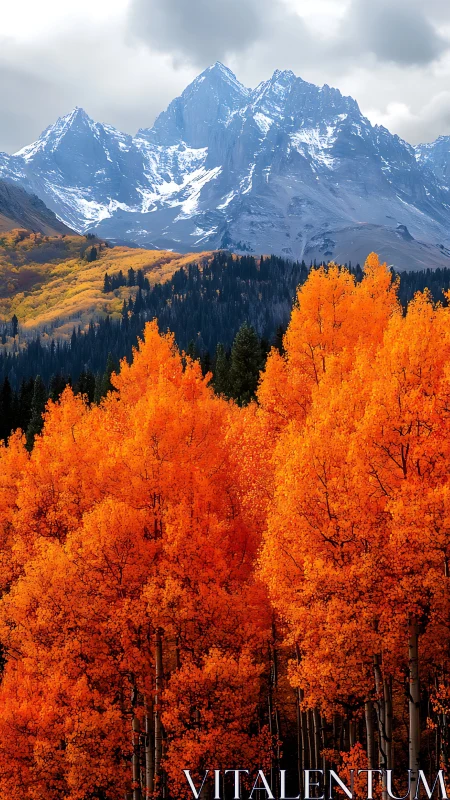 Autumn aspen canopy against glaciated alpine massif backdrop.