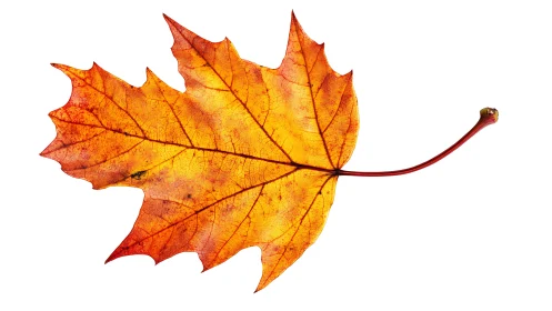Isolated maple leaf with autumn coloration on white background.