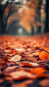 Autumn leaves in shallow focus along blurred tree tunnel.