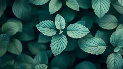 Clustered green foliage with central leaf rosette in focus.