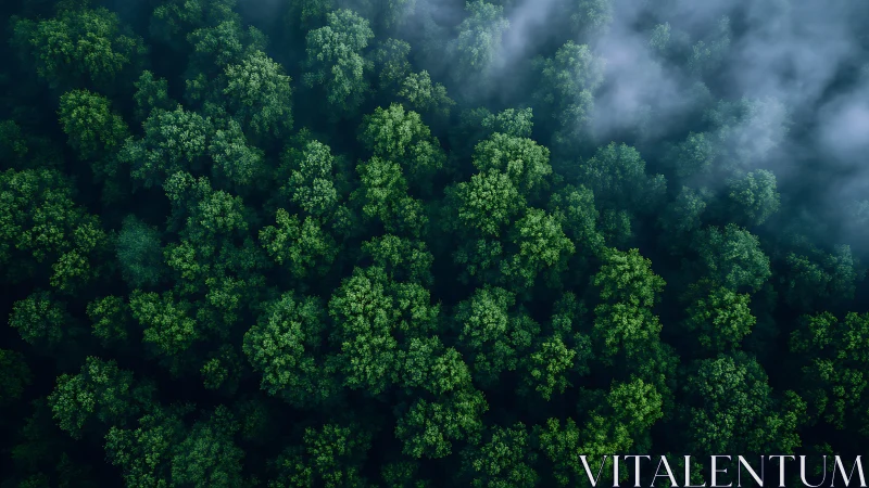 Aerial Forest Canopy with Atmospheric Mist.