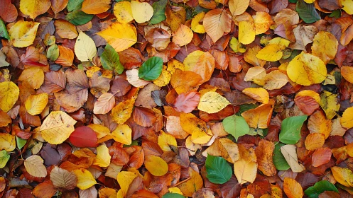 Cozy carpet of colorful autumn leaves on the forest floor.