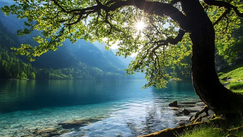 Sunlit lakeside tree sharing quiet morning calm.