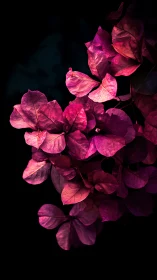 Magenta Bougainvillea Blooms Against Darkness.